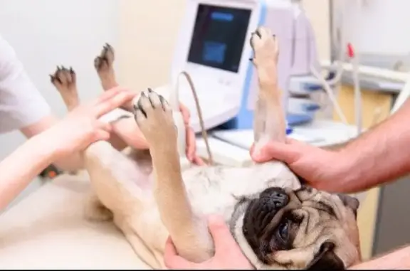 Саймон, ветеринарная клиника