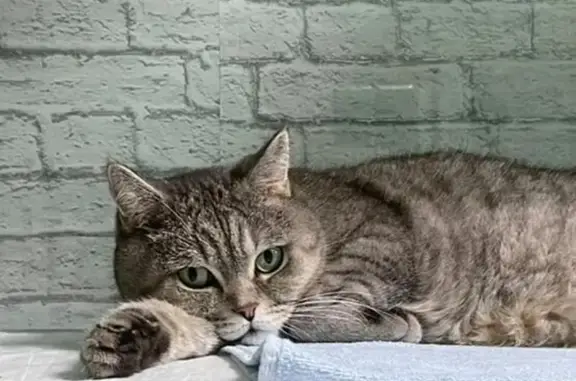 Гостиница для животных CatRetreat на метро Кунцевская