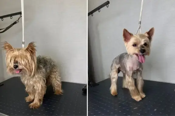 Груминг-салон Lama