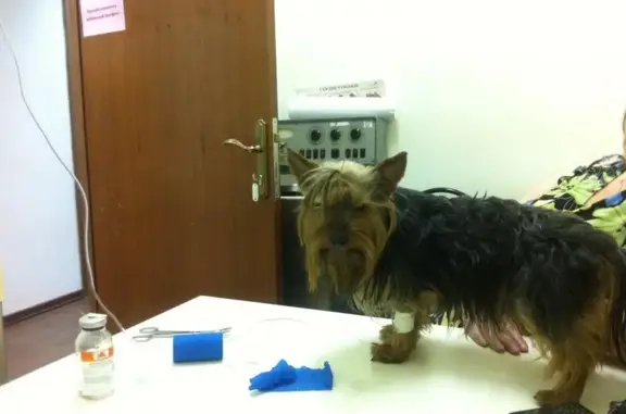 УрбанВет, ветеринарная клиника