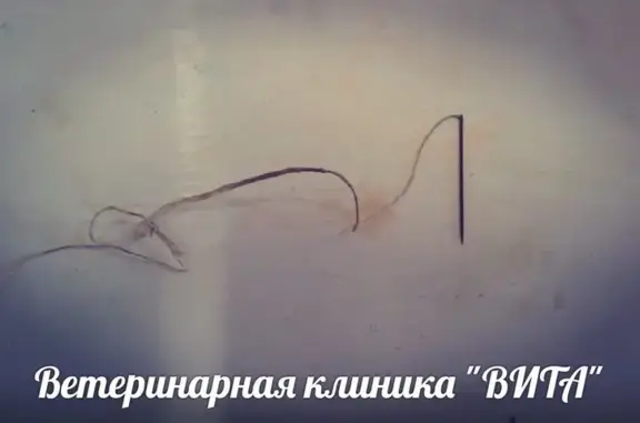 Вита, ветеринарный центр