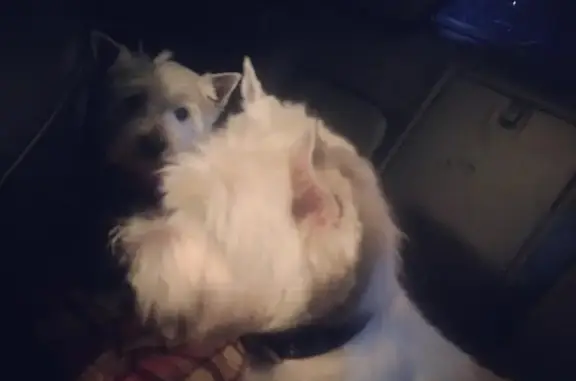 Зоосалон Лапа моя в Приморском районе