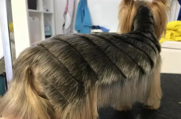 Груминг-салон ZooDiscount на улице Суворова, 123/1