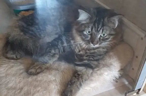 Гостиница для кошек Кошкин дом