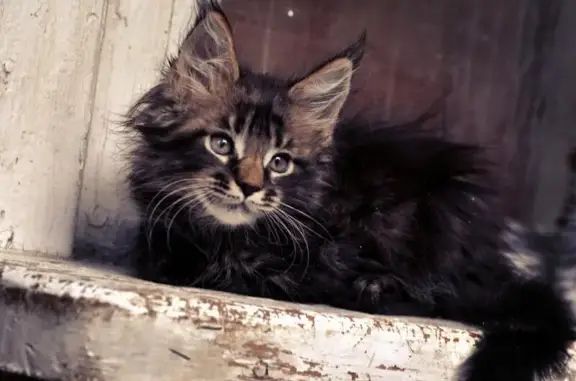 Питомник мейн-кунов Амбер-кун