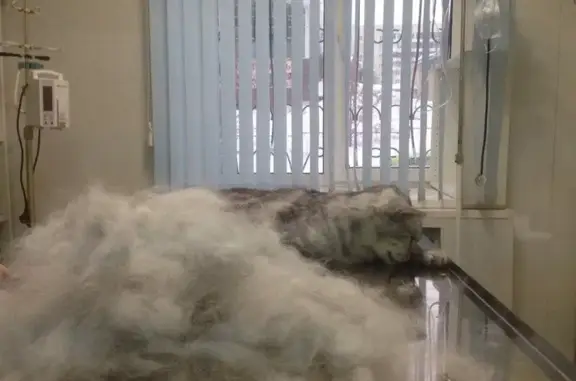 Надежда, ветеринарная клиника