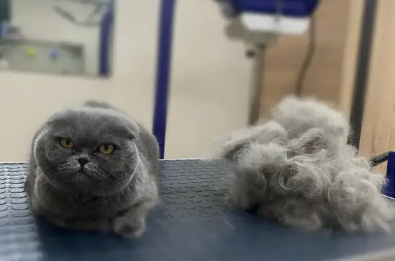 Груминг-салон Groom Morning на Светлановском проспекте