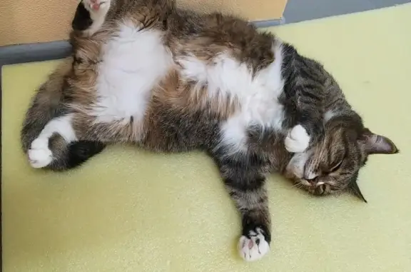 Гостиница для кошек МяуОтель