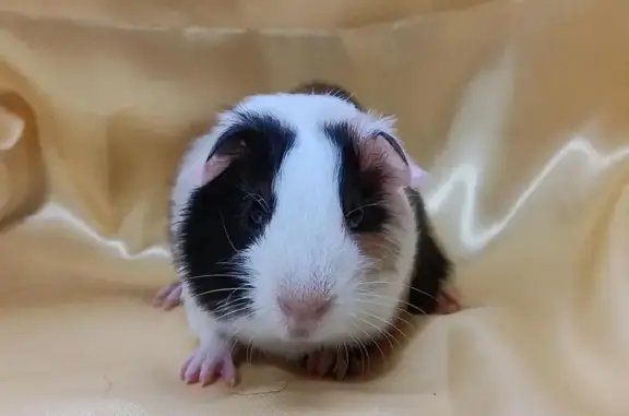 Питомник морских свинок Невский рубеж