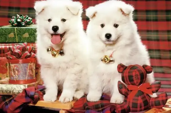 Ветеринарная клиника Zoo центр в Железнодорожном районе