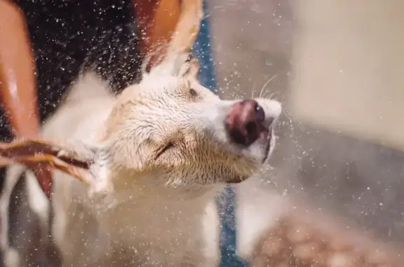 #Ветеринарка, ветеринарная клиника