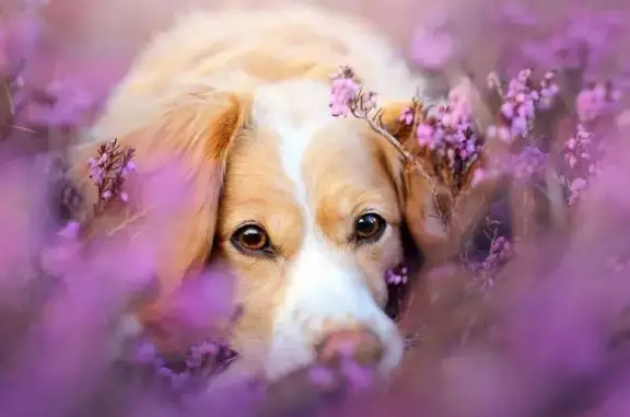 ВетЭксперт