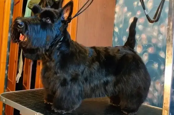 Зоосалон Пушистый баловень на Яхромской улице