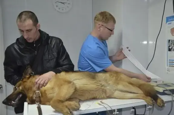 Панацея, ветеринарный центр