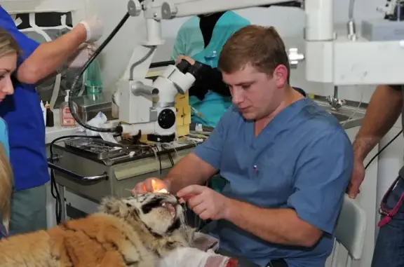 Центр неотложной ветеринарной офтальмологии и микрохирургии на Самокатной улице