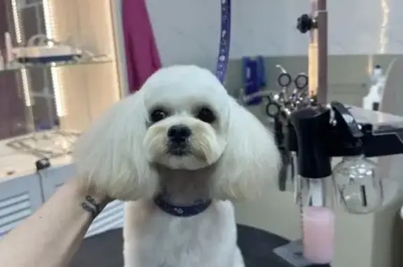 Груминг-салон и SPA для животных Розовая собака