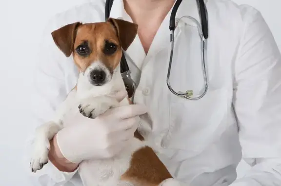 Чистое сердце, ветеринарная клиника