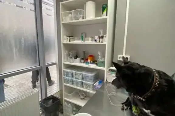 Котопёс, кабинет ветеринарного ухода