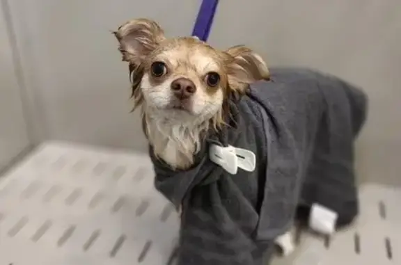 Зоосалон Little & Big Pets