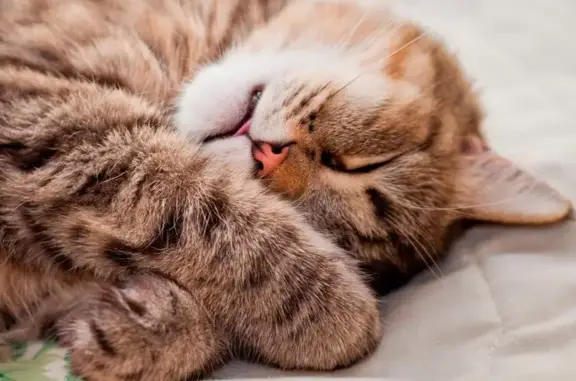 Айболит, ветеринарная клиника