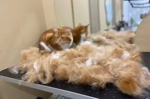 Груминг-салон и SPA для питомцев Dog friendly