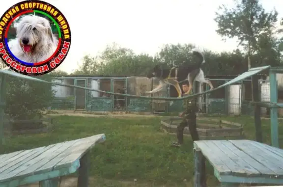 Городская спортивная школа дрессировки собак