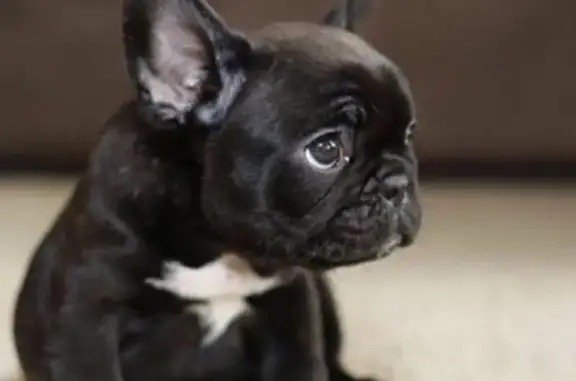 Зоомагазин Petshop на проспекте Авиаконструкторов, 3 к 1