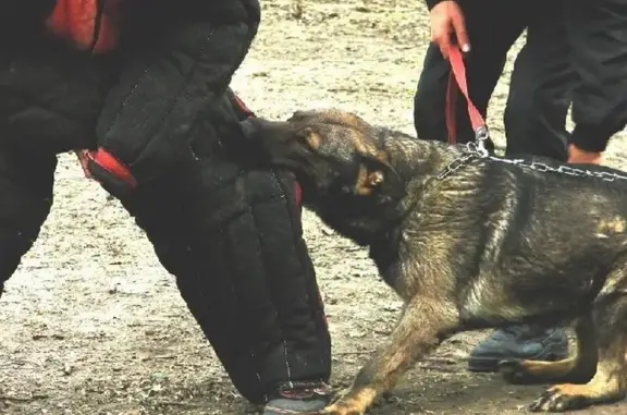 Центр дрессировки собак Альфа К9