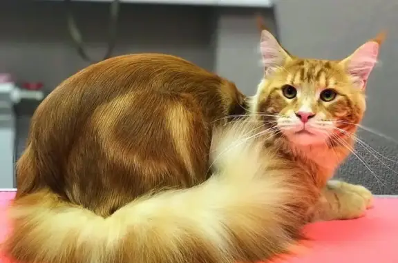 Салон красоты для животных Баловень