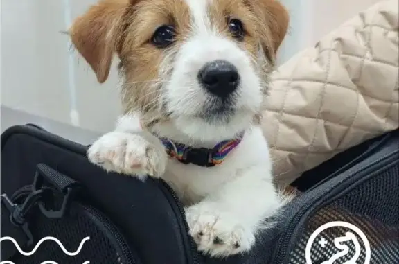 Акита, ветеринарная клиника