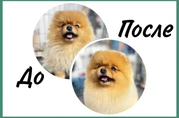 Vetspa, ветеринарный центр