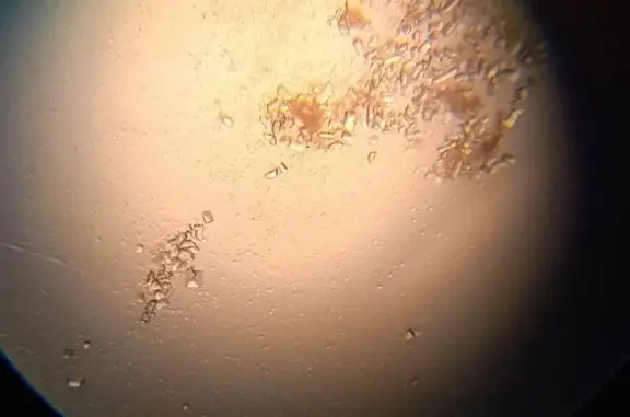 Умка, ветеринарная клиника