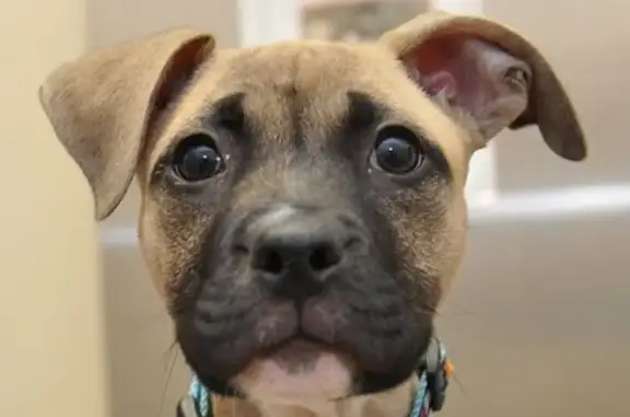 Питомец, ветеринарная клиника