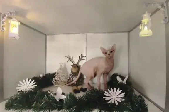 Зоогостиница Кошкино