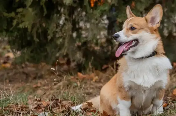 Симба, ветеринарный центр