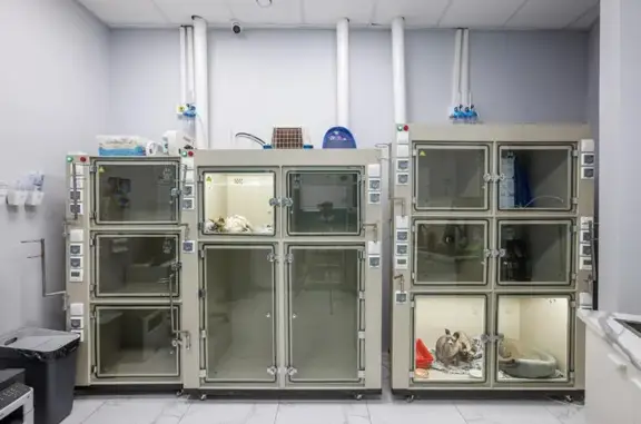 Доктор Дулиттл, ветеринарная клиника