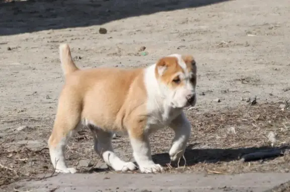 Питомник среднеазиатских овчарок Зауральский медведь в Центральном районе
