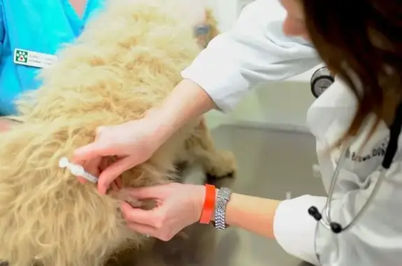 Ветеринарная клиника № 1 в Центральном районе