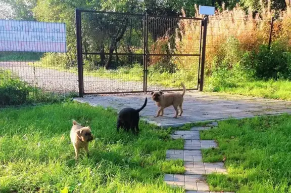 Зооотель Котопес в Колпино