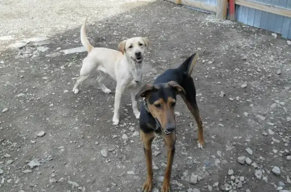 Гостиница для собак Живой дом-собаки на Базайской улице