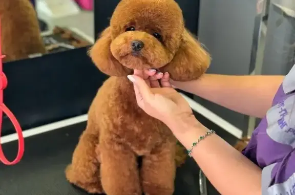 Зоосалон Drug grooming & animal SPA