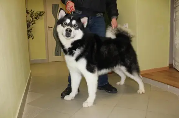 Bonita, ветеринарный центр