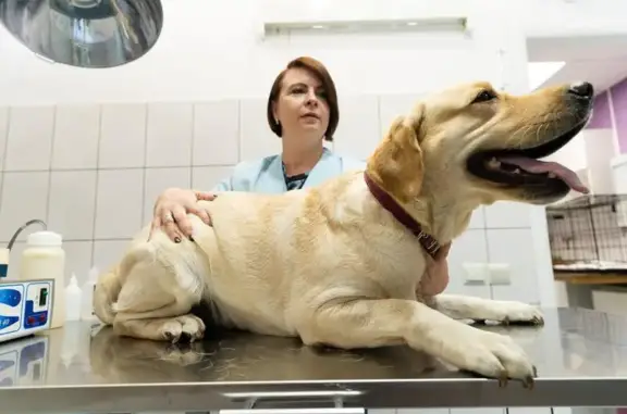 Вета, ветеринарная клиника