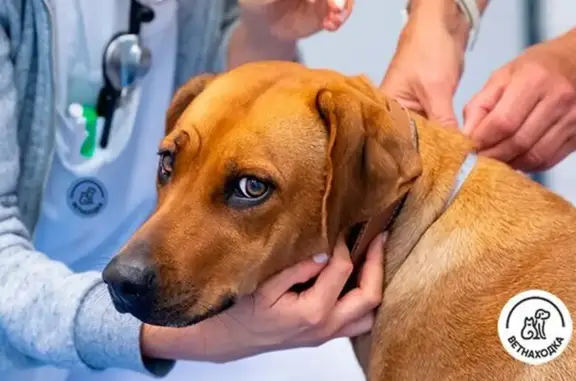 Ветеринарная служба Ветнаходка в Зеленограде