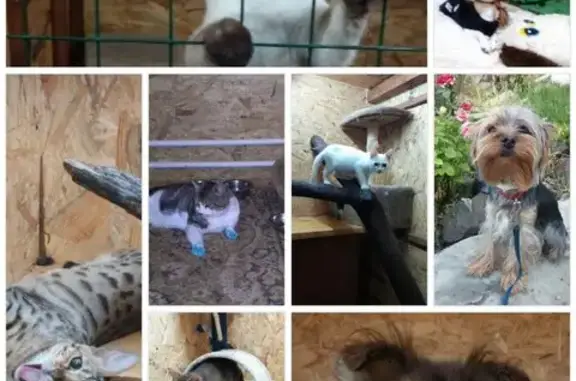 Гостиница для животных Теремок на Каяльской улице