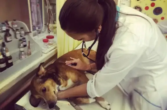 Альфа-Друг, ветеринарная клиника