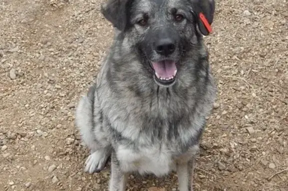 Приют для собак Планета добра