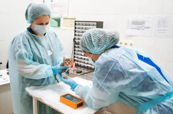 Веста, ветеринарная клиника