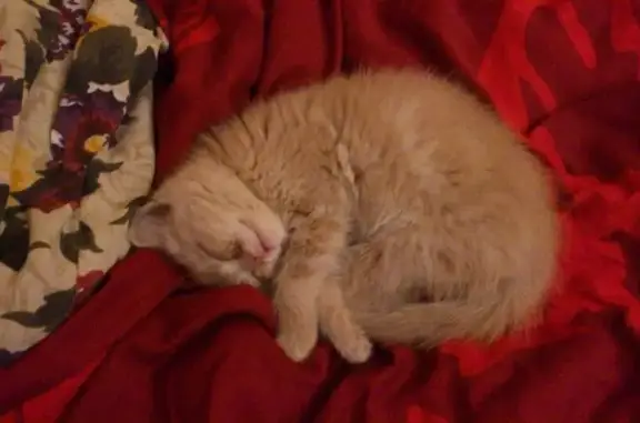 Ласка, ветеринарный центр