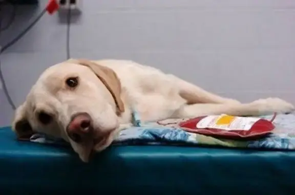 Ваш доктор, многопрофильная ветеринарная клиника